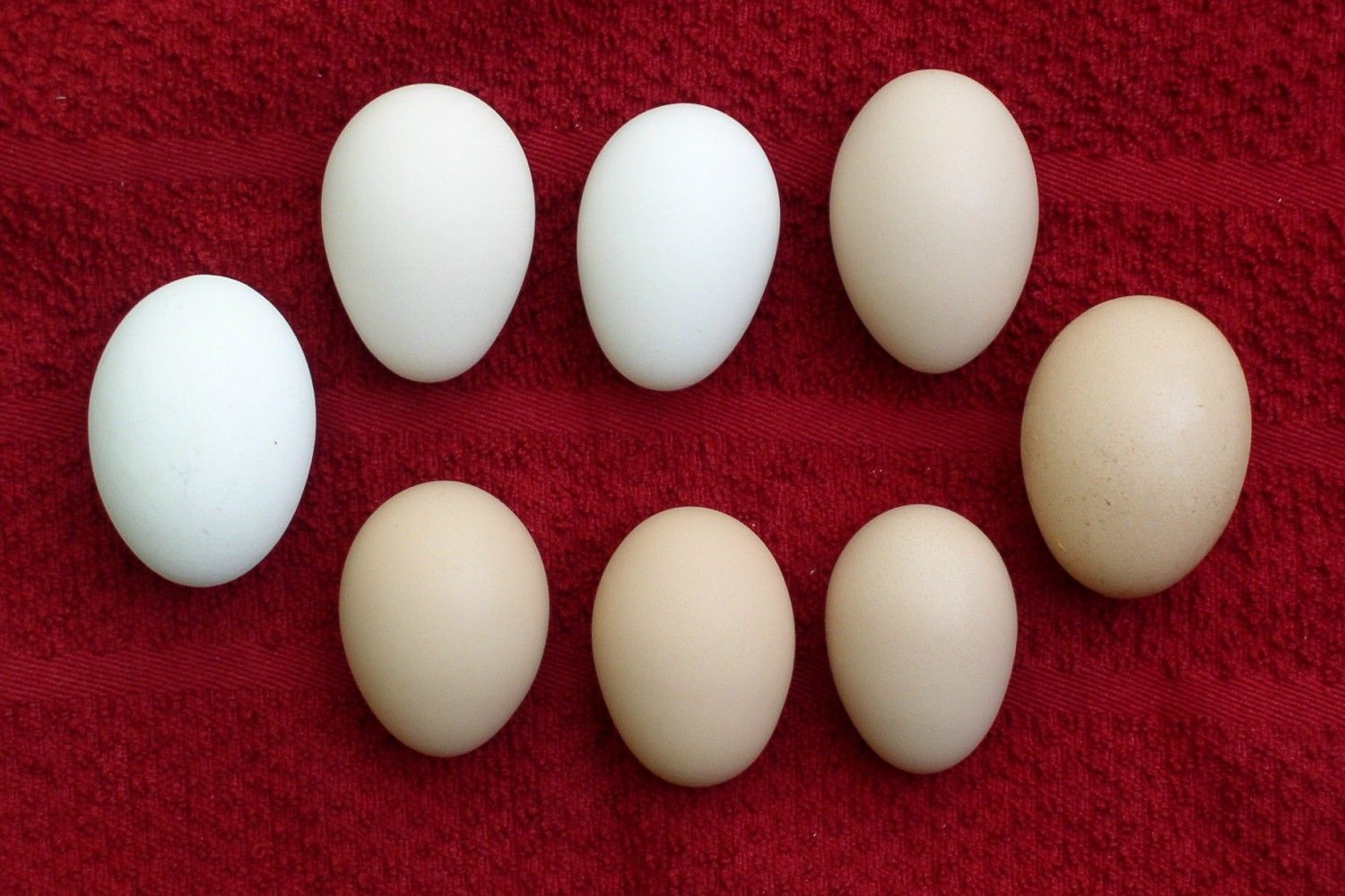 900x900px-LL-91c7ec57_pulleteggs.jpeg
