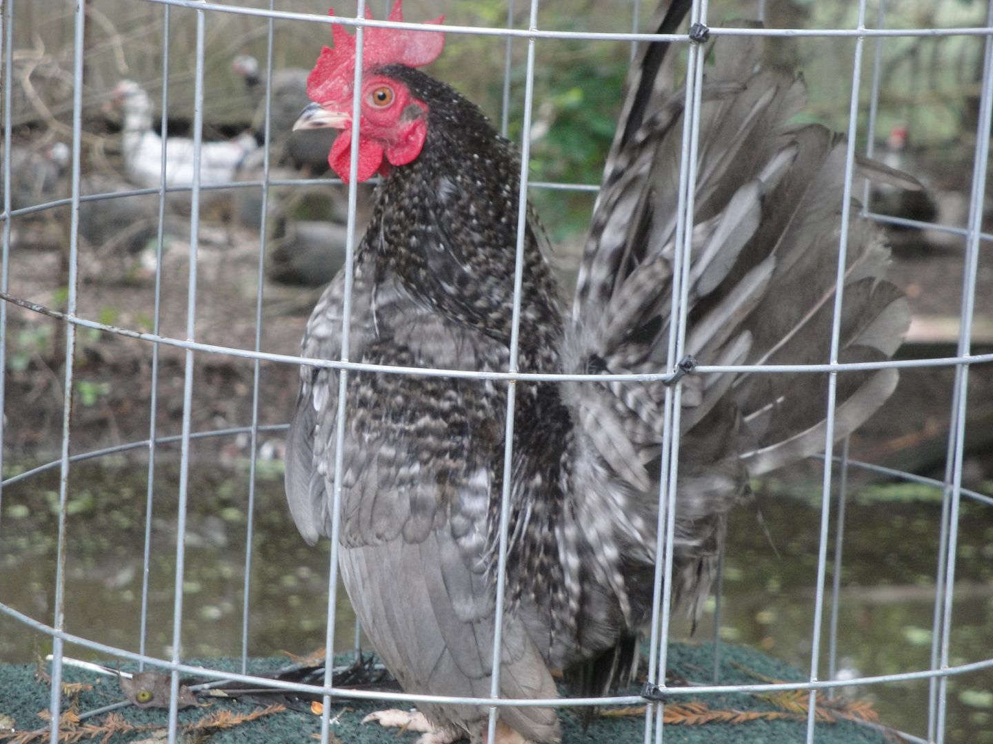 pepper009.jpg