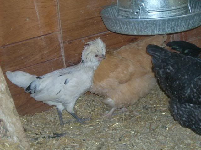 whiteorps037.jpg
