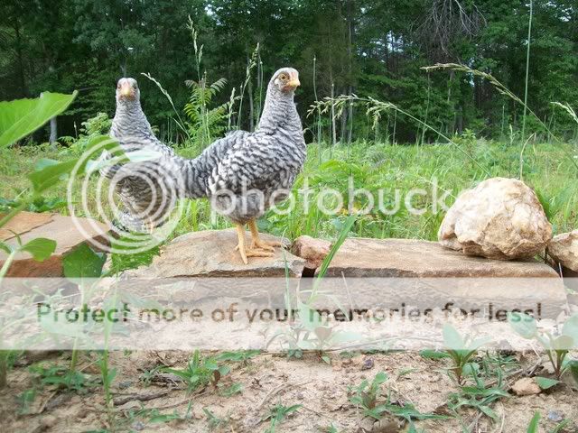 domcosk.jpg
