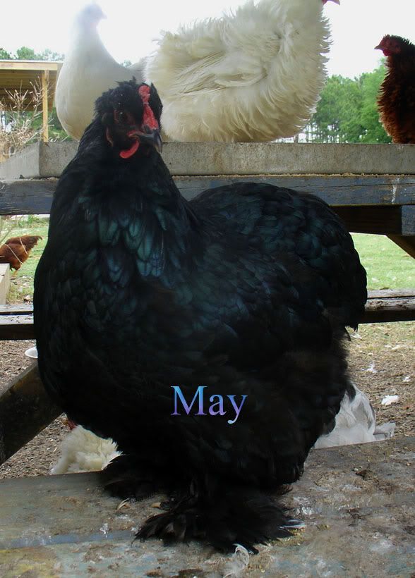 may.jpg