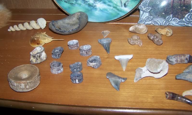 fossils12.jpg