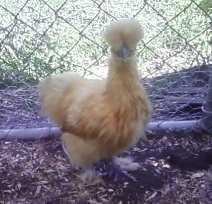 buffhen.jpg