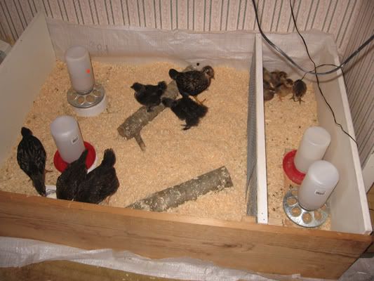brooder-sleeping.jpg