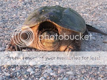 snappingturtle.jpg