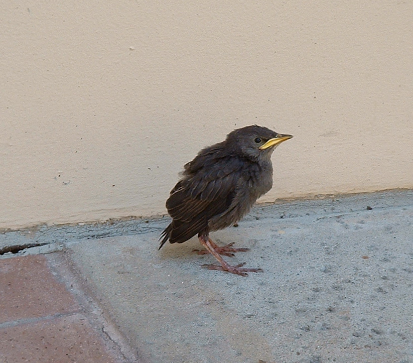 starling-baby.jpg