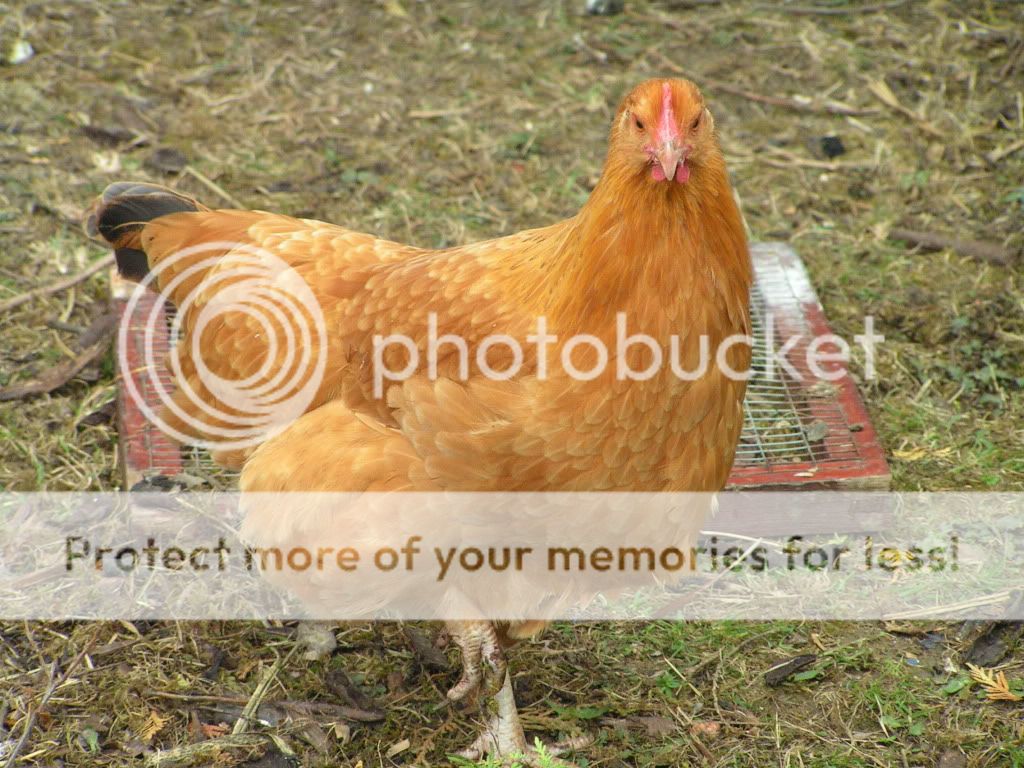 PICT00122.jpg