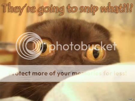 cat.snipwhat.jpg
