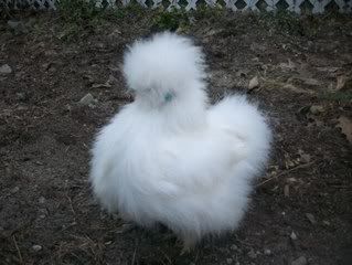 silkies017.jpg