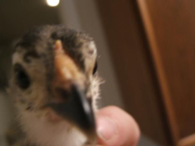 DSCF5376.jpg