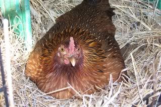 DogDucksBroodyHen005.jpg