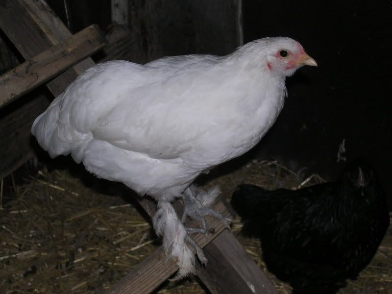 newwhitehen.jpg