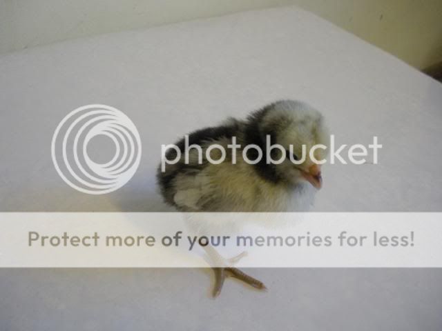 hatcherysurprisedayone284.jpg