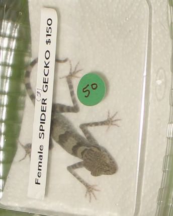 reptileshow017.jpg