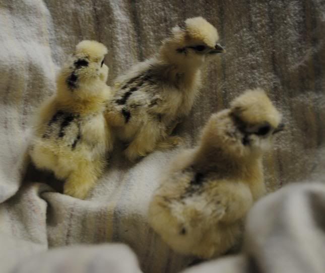 cjsilkie.jpg