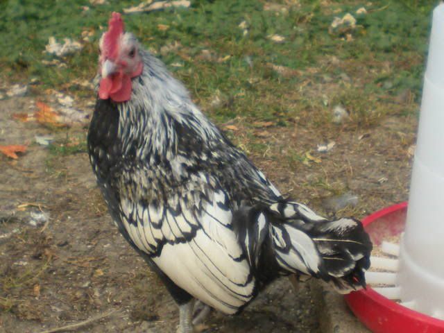 newbirdsOct2010016.jpg