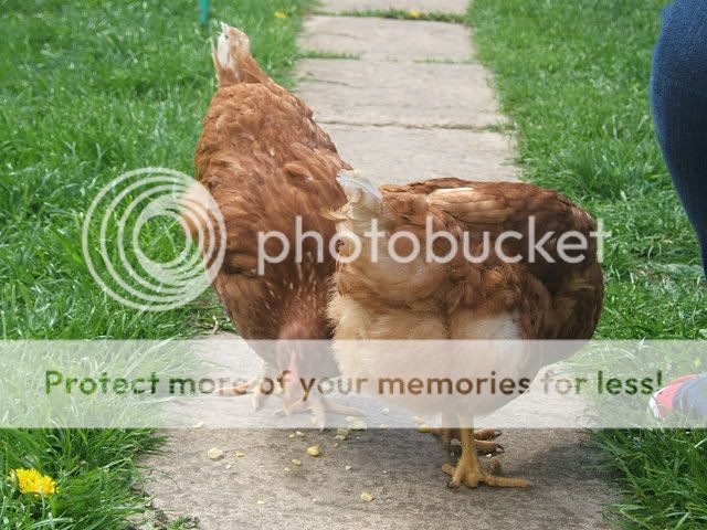 1stFreeRange008.jpg