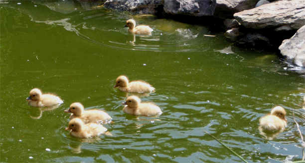 cl-callducks04.gif