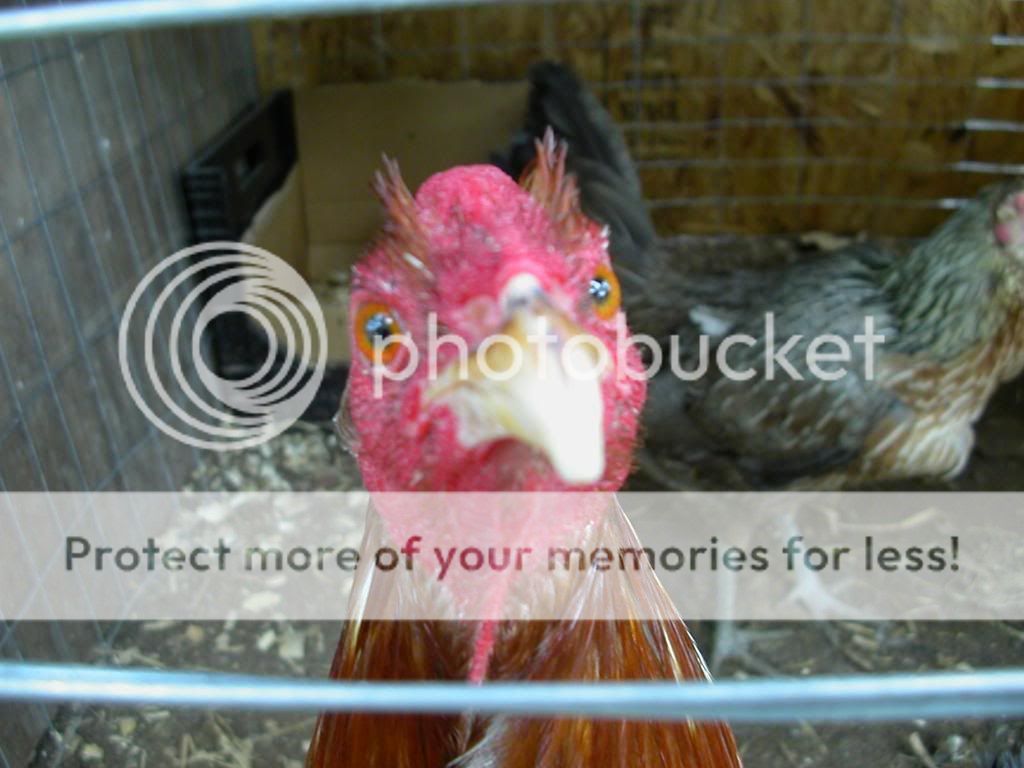 chickens023-1.jpg