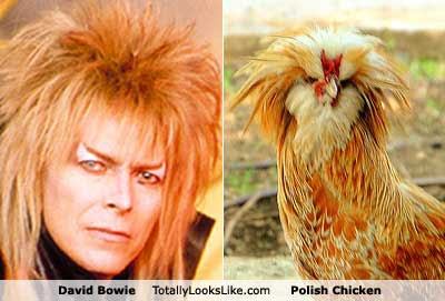 david-bowie.jpg
