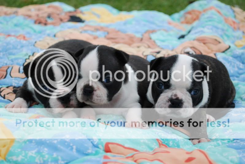 zoopicsandpuppypics527.jpg