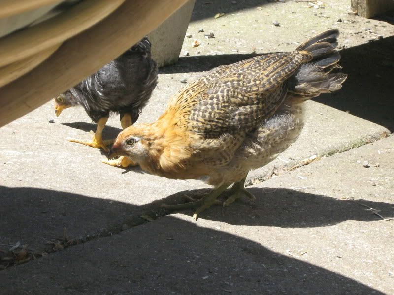 Chicks6weeksold073.jpg