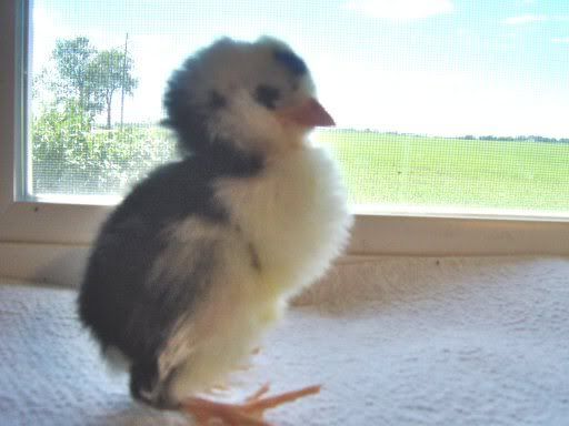 fancychicks1dayold028.jpg
