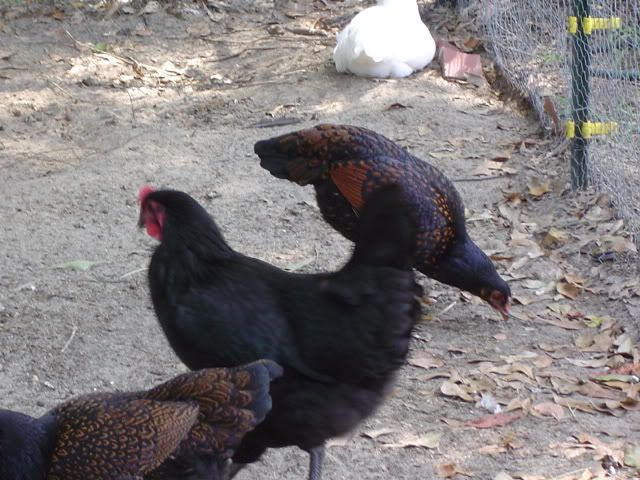 DSC03349.jpg