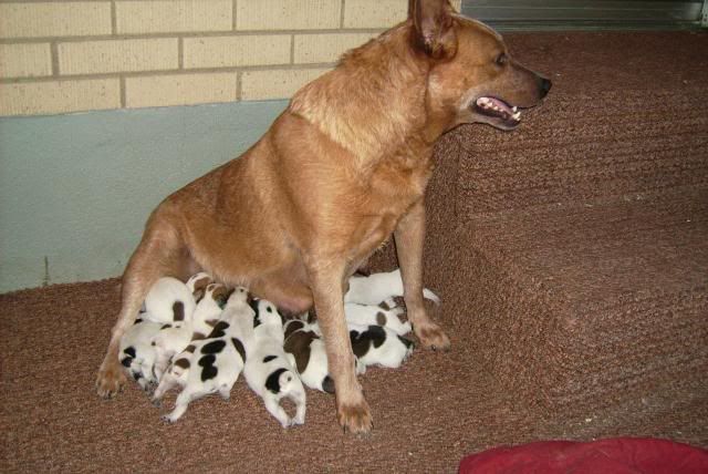 tesspups.jpg