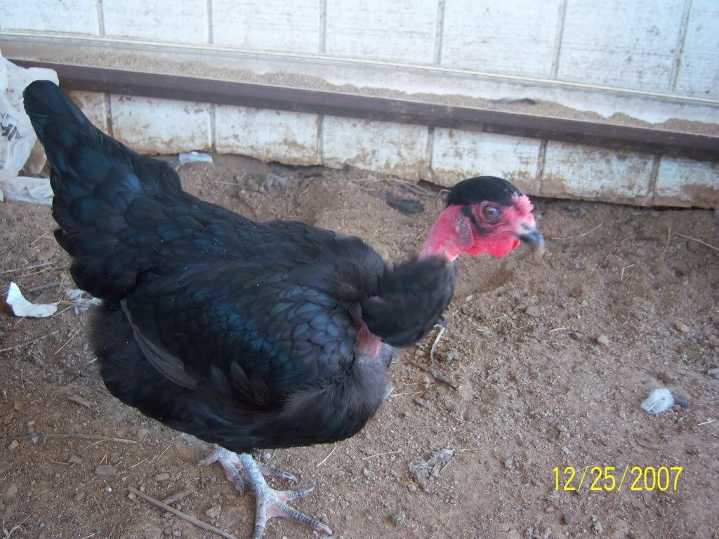 -chirinegra3--.jpg