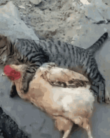 Cat Chicken GIFs | Tenor