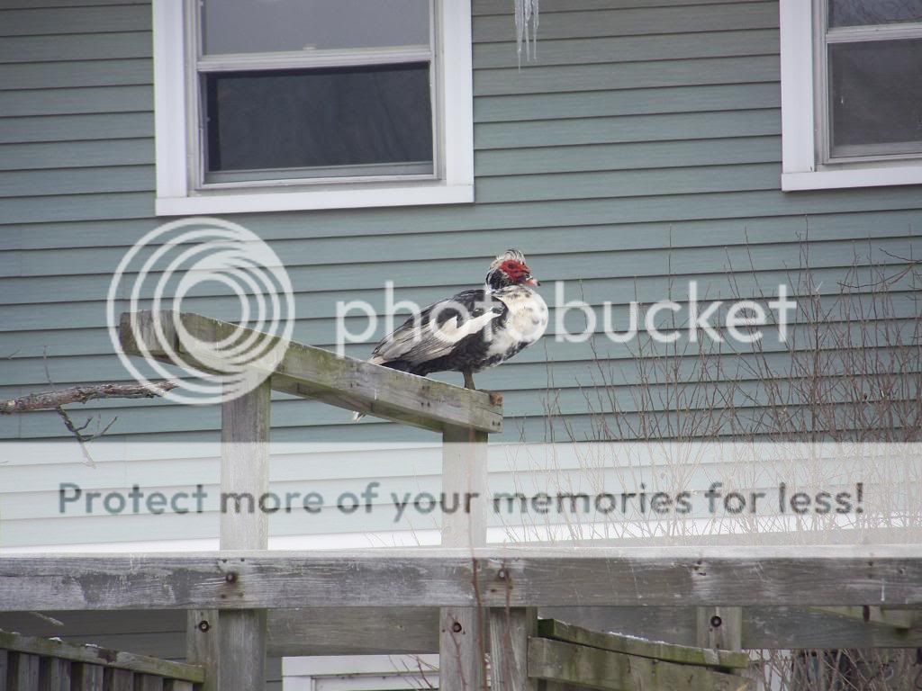 100_4253.jpg