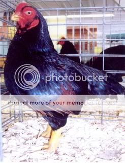 dark_cornish_bantam_roo-2.jpg