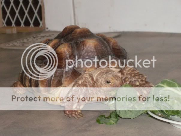 tortoise.jpg