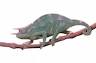 buy-three-horned-chameleon.jpg