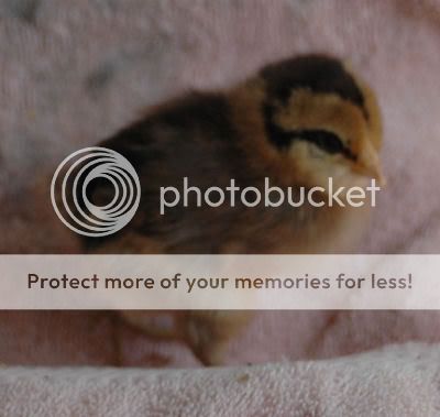 chipmunkblackstripedback2.jpg