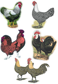 ornamental_layer_collection_main.jpg