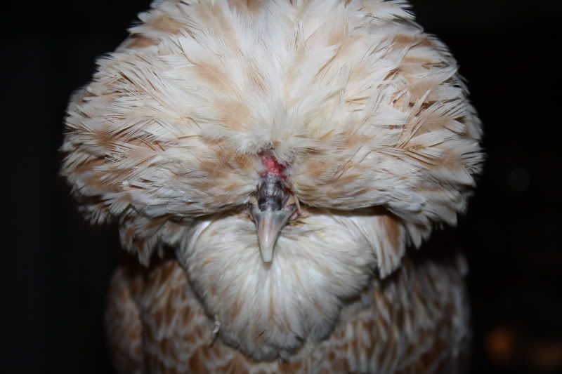 Newchikens010.jpg