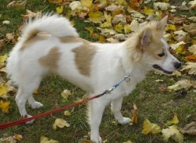 EskijackEskimoJackRussellHybridPinky1.jpg