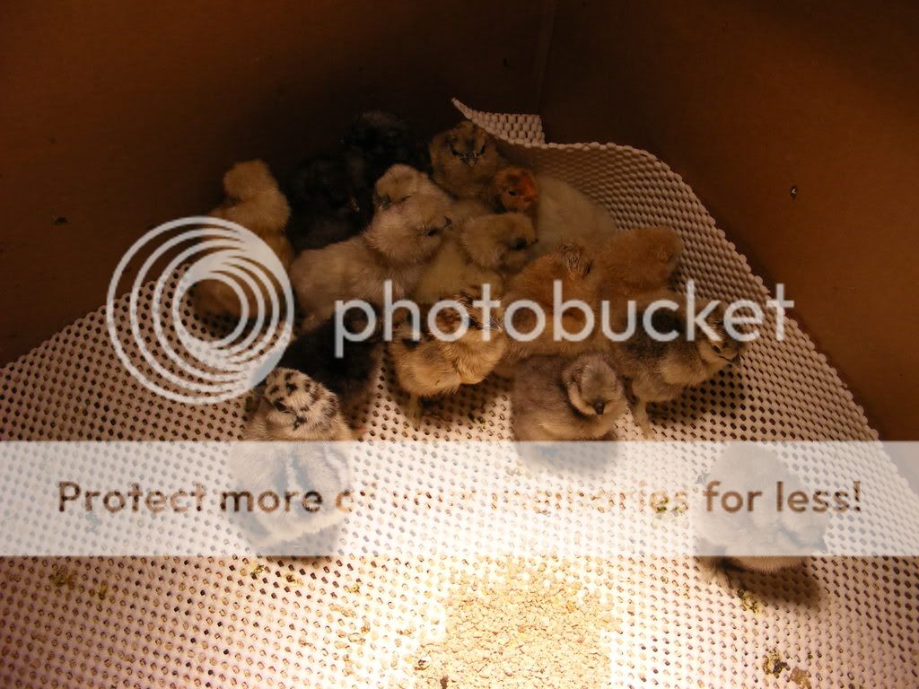 silkiebabies.jpg