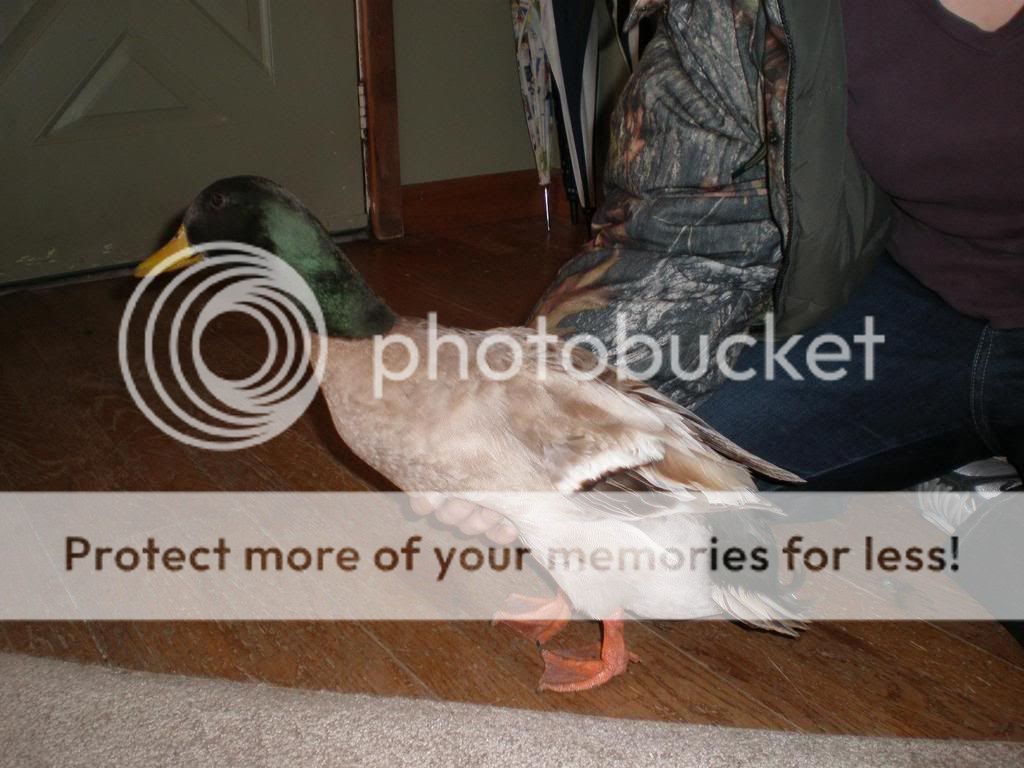 duckyucky.jpg
