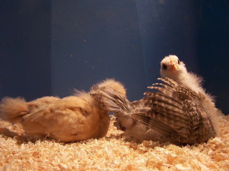 Chickensandvariousother507.jpg