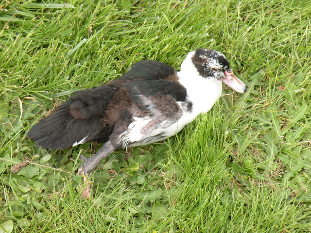 DSCN3616.JPG