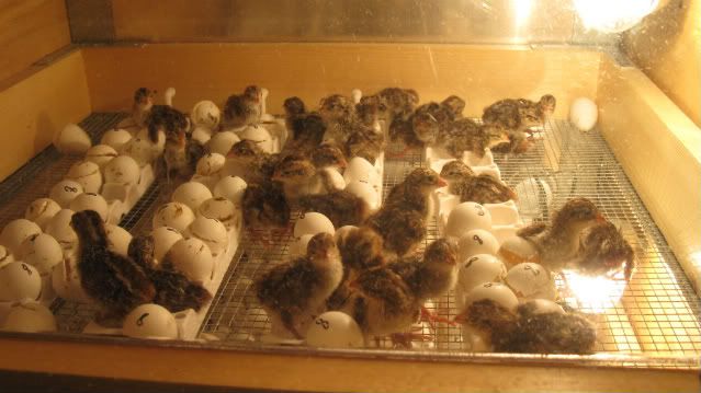 Chicks8-31-11002.jpg