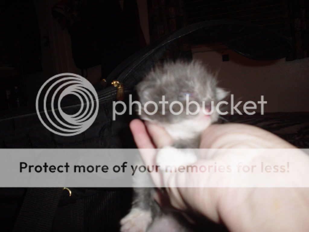 puppypics032.jpg