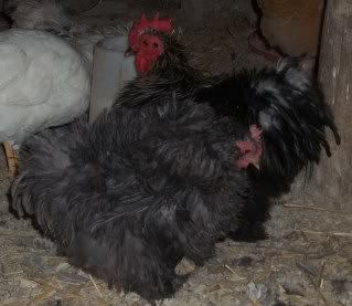 Chickens1-10056.jpg