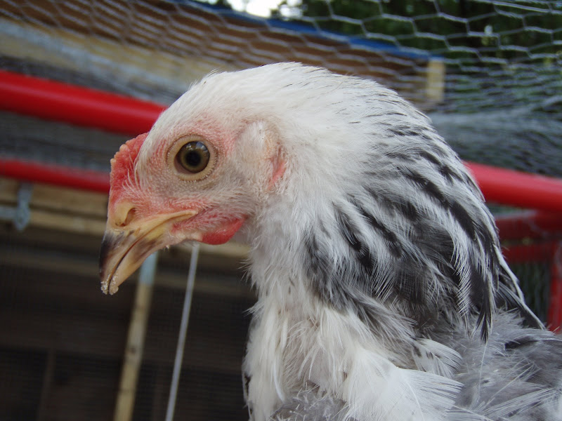 Chickens%20056.JPG