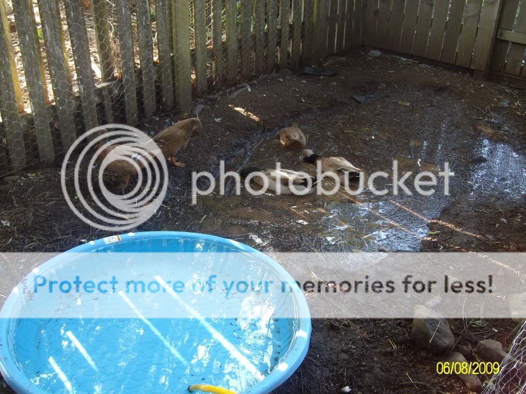 Duckies001.jpg