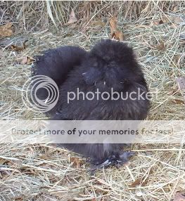 TwoSilkies.jpg