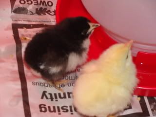 Chicks030.jpg